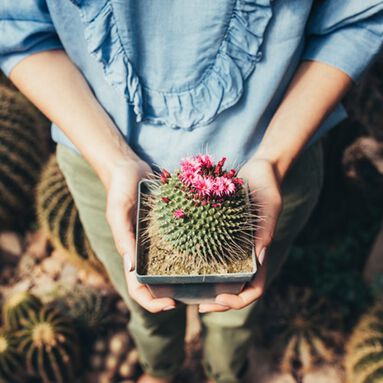 Cactus Flower | Brambleberry Fragrance Oil