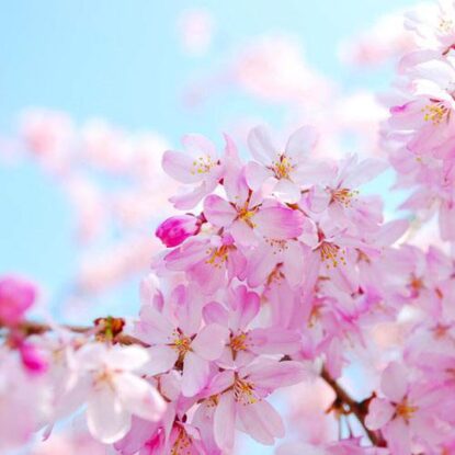 Cherry Blossom | Brambleberry Fragrance Oil